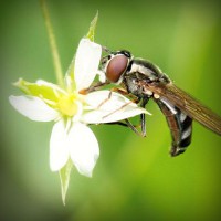 /album/lenjerii-pat/photolia-a02-jpg/