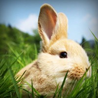 /album/lenjerii-pat/photolia-a03-jpg/