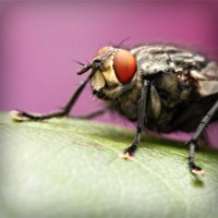 /album/lenjerii-pat/photolia-a08-jpg/